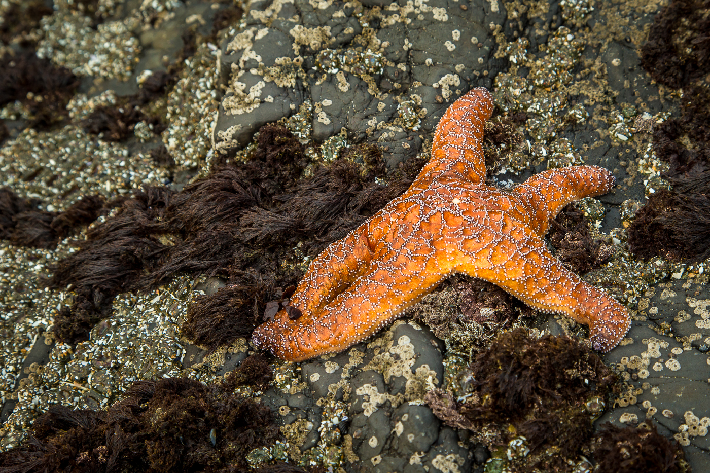 Oregon Coast